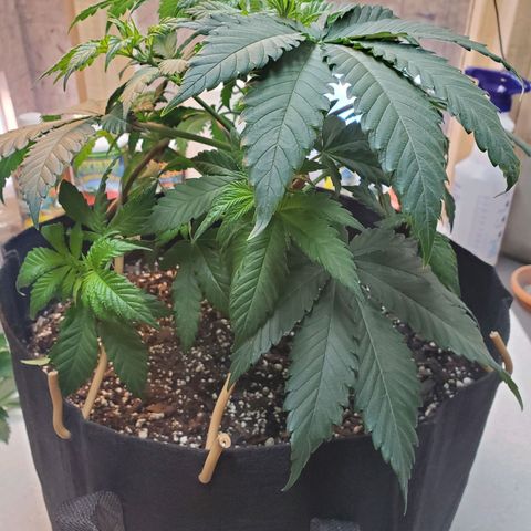 Rose growlog photo: 9:30 am right after topping and some LST