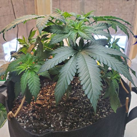 Rose growlog photo: 9:30 am right after topping and some LST