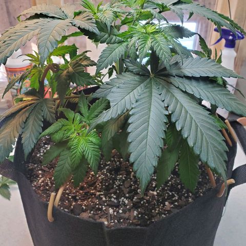 Rose growlog photo: 9:30 am right after topping and some LST