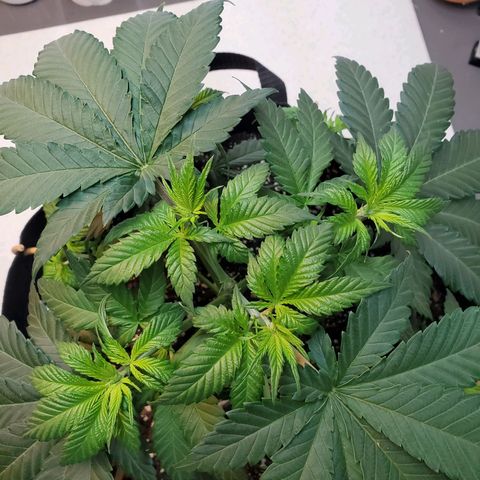 Rose growlog photo: 9:30 am right after topping and some LST