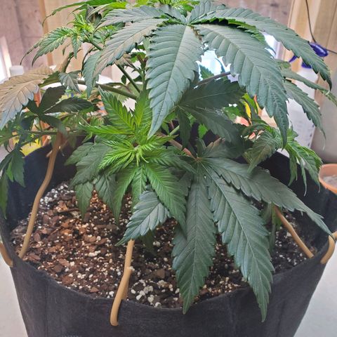 Rose growlog photo: 9:30 am right after topping and some LST