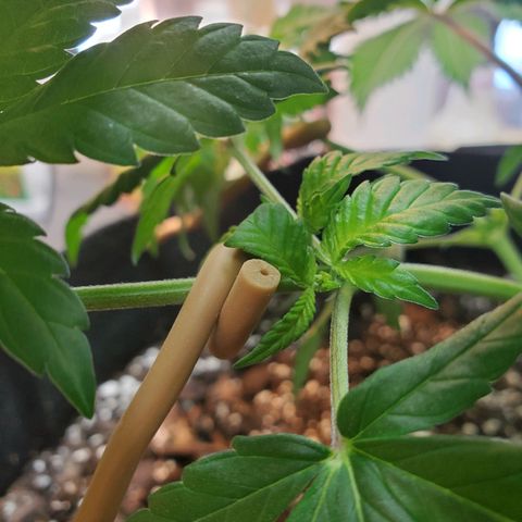 Rose growlog photo: 9:30 am right after topping and some LST