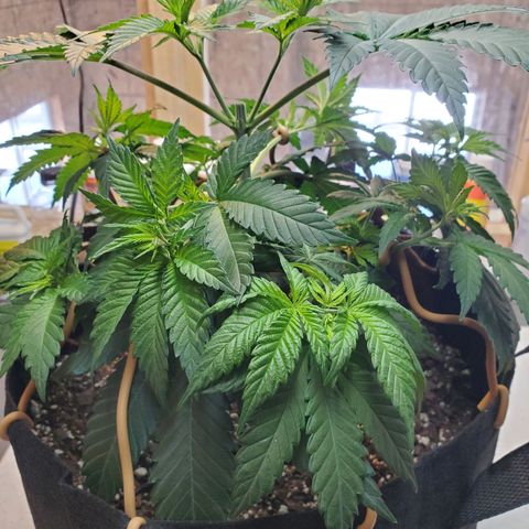 Rose growlog photo: First 4 pics are from after adjustment and additional tie downs 10:00 am