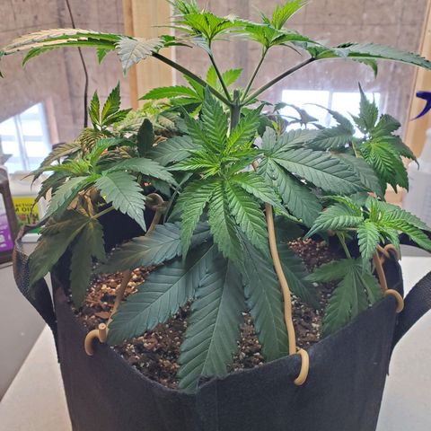 Rose growlog photo: First 4 pics are from after adjustment and additional tie downs 10:00 am