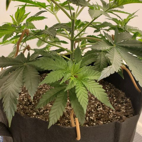 Rose growlog photo: First 4 pics are from after adjustment and additional tie downs 10:00 am