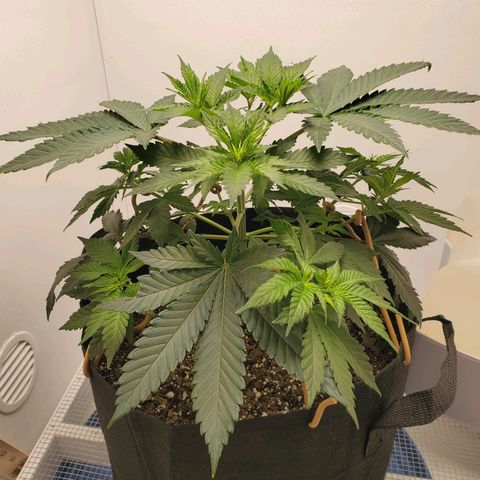 Rose growlog photo: First 4 pics are from after adjustment and additional tie downs 10:00 am