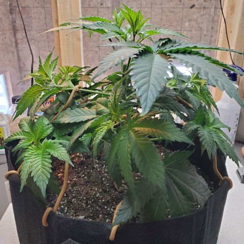 Rose growlog photo: First 4 pics are from after adjustment and additional tie downs 10:00 am