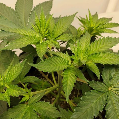 Rose growlog photo: First 4 pics are from after adjustment and additional tie downs 10:00 am