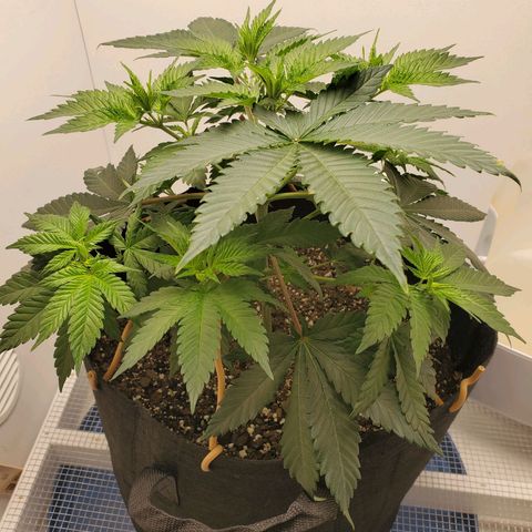 Rose growlog photo: First 4 pics are from after adjustment and additional tie downs 10:00 am