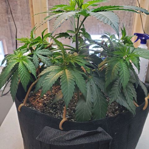 Rose growlog photo: First 4 pics are from after adjustment and additional tie downs 10:00 am