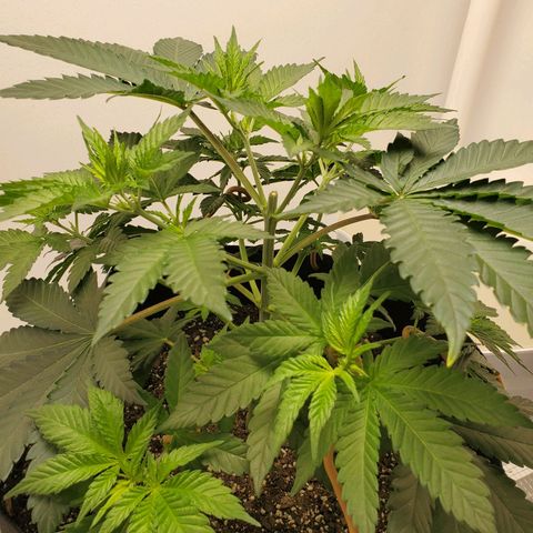 Rose growlog photo: First 4 pics are from after adjustment and additional tie downs 10:00 am