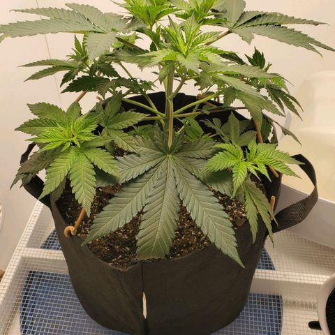Rose growlog photo: First 4 pics are from after adjustment and additional tie downs 10:00 am
