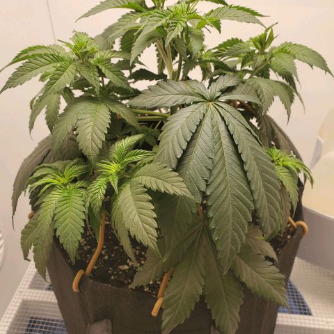 Rose growlog photo: 10:15 after tie down adjustments and watering