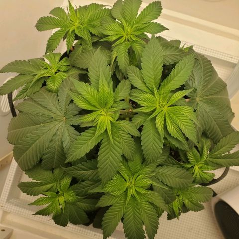 Rose growlog photo: 10:15 after tie down adjustments and watering