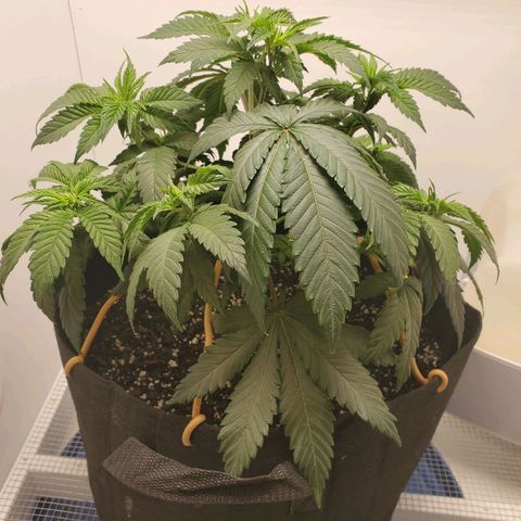 Rose growlog photo: 10:15 after tie down adjustments and watering
