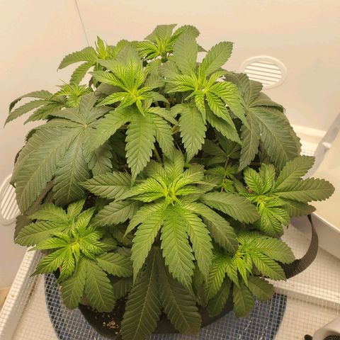 Rose growlog photo: 10:15 after tie down adjustments and watering
