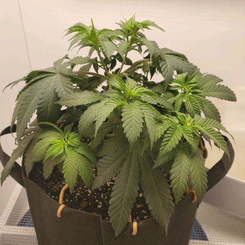 Rose growlog photo: 10:15 after tie down adjustments and watering