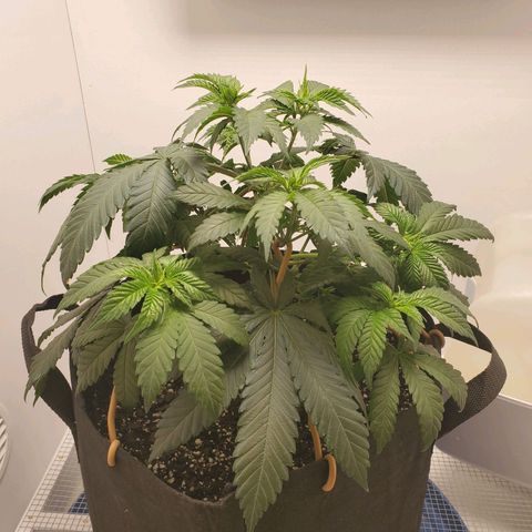 Rose growlog photo: 10:15 after tie down adjustments and watering