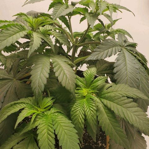 Rose growlog photo: 10:15 after tie down adjustments and watering