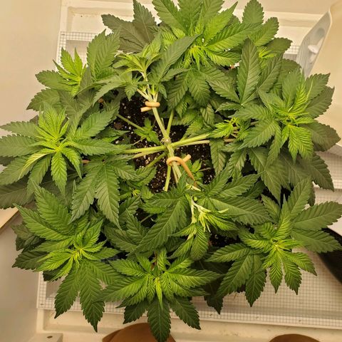 Rose growlog photo: After trim and training 8:30 am