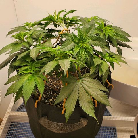 Rose growlog photo: After trim and training 8:30 am