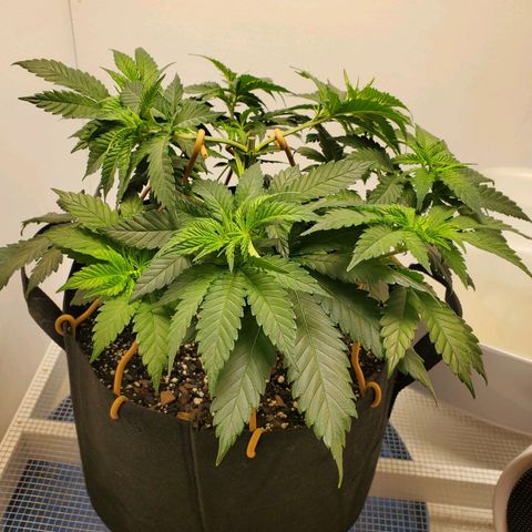 Rose growlog photo: After trim and training 8:30 am