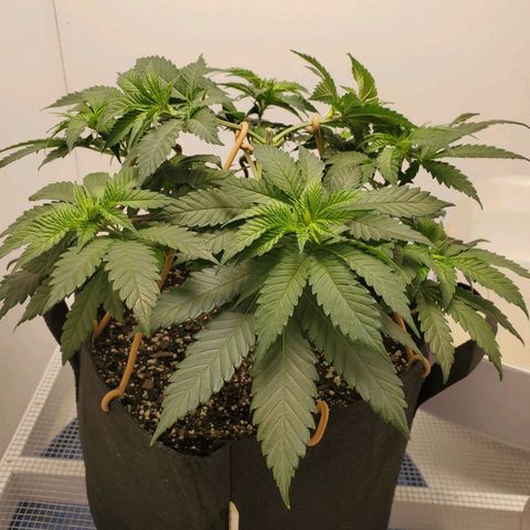 Rose growlog photo: After trim and training 8:30 am