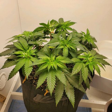Rose growlog photo: After trim and training 8:30 am