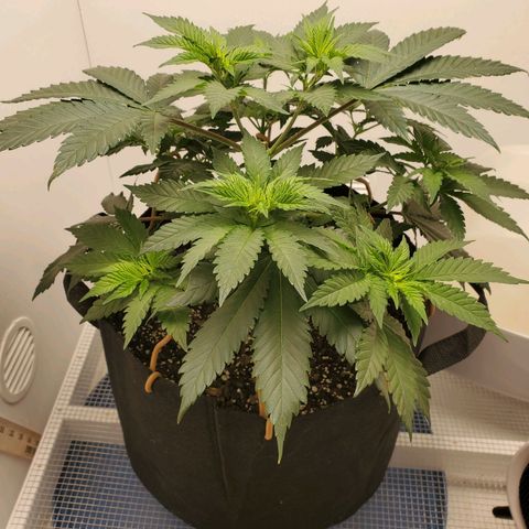 Rose growlog photo: Before trimming and training 8:30 am