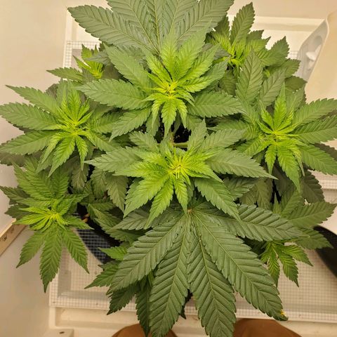 Rose growlog photo: Before trimming and training 8:30 am