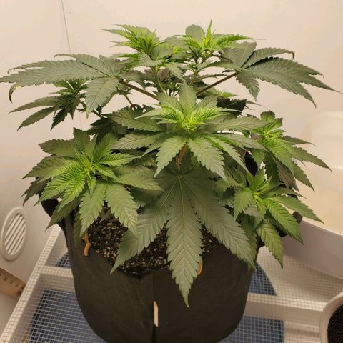 Rose growlog photo: Before trimming and training 8:30 am