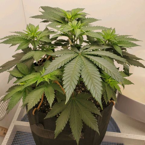 Rose growlog photo: Before trimming and training 8:30 am