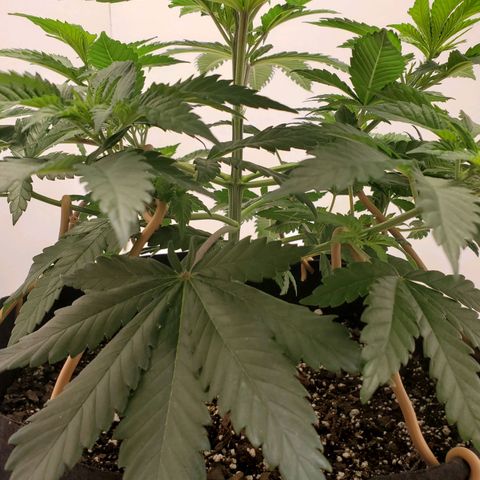 Rose growlog photo: Before trimming and training 8:30 am