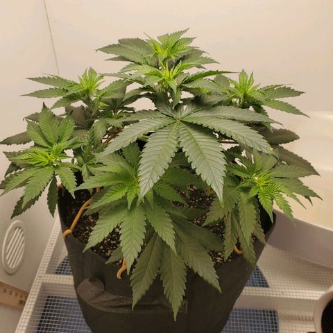 Rose growlog photo: Before trimming and training 8:30 am