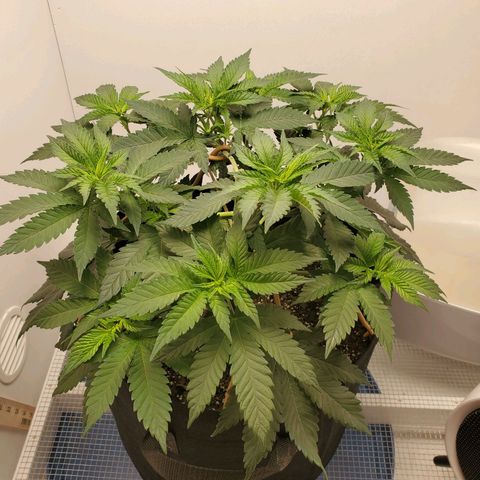 Rose growlog photo: Morning