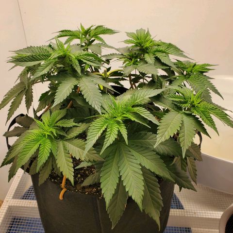 Rose growlog photo: Morning before trim & water