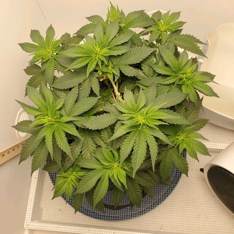 Rose growlog photo: Morning before trim & water