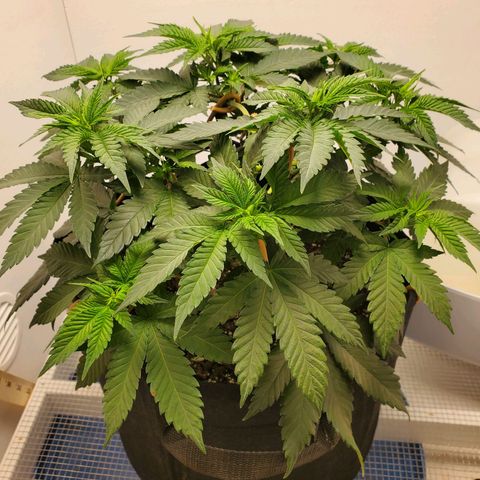Rose growlog photo: Morning before trim & water