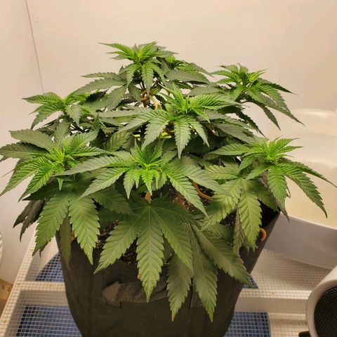 Rose growlog photo: Morning before trim & water