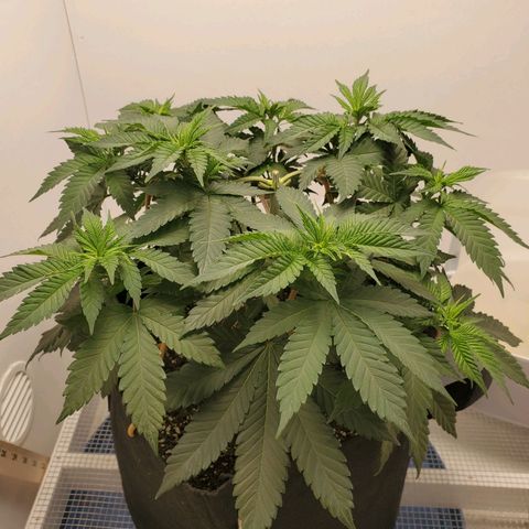 Rose growlog photo: Morning before trim & water