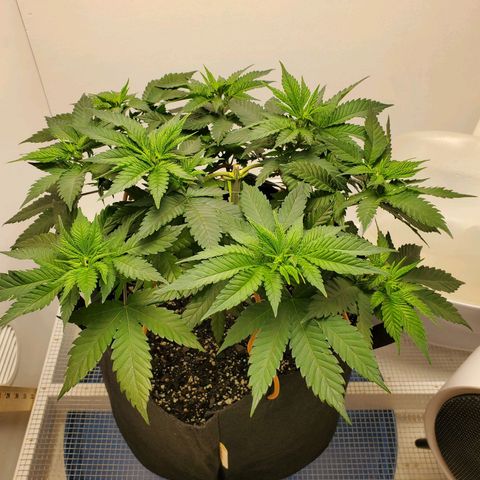 Rose growlog timeline photo