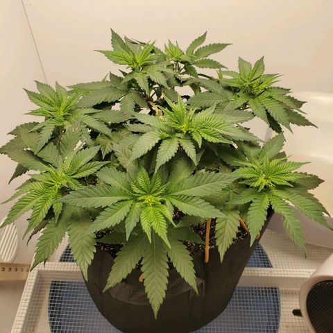 Rose growlog timeline photo