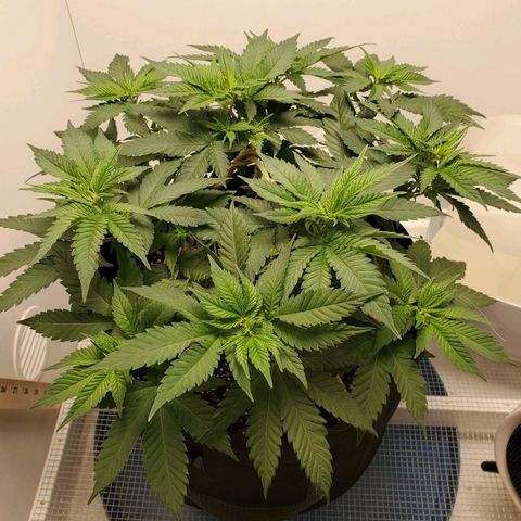 Rose growlog timeline photo
