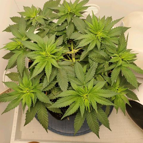 Rose growlog timeline photo