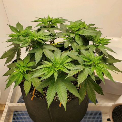 Rose growlog timeline photo