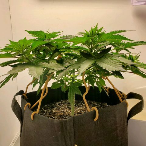 Rose growlog photo: 10:30 am
