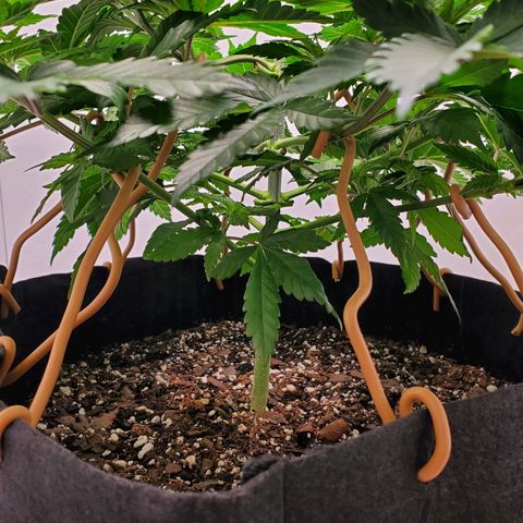 Rose growlog photo: 10:30 am