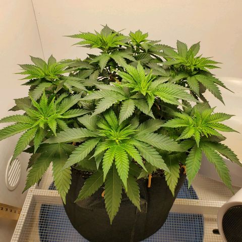 Rose growlog photo: 10:00 am