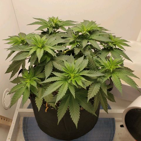 Rose growlog photo: 10:00 am