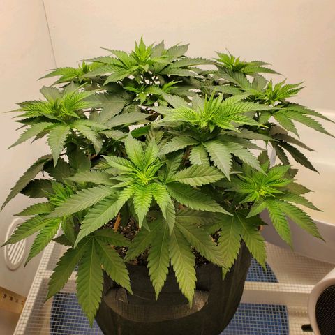 Rose growlog photo: 10:00 am